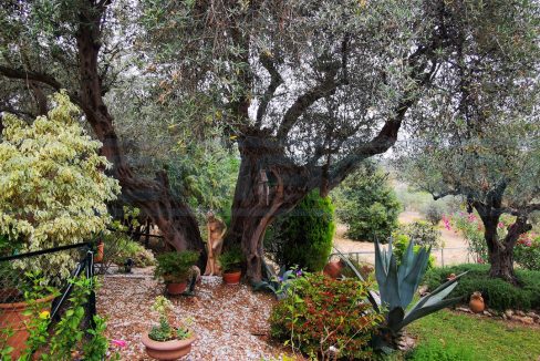 Casa-Finca-3-habitaciones-con-Jardin-terraza-y-piscina-alhaurin-el-Grande-view-old-Olivetree-Magnificasa